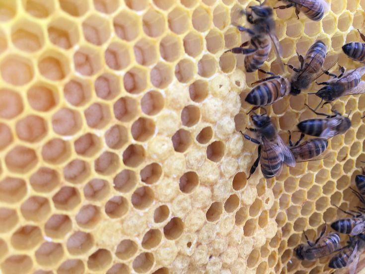 Bienen mit Brut auf dem Hochschuldach