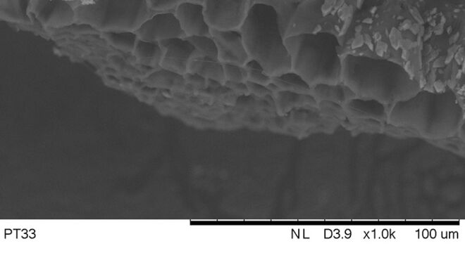 REM-Aufnahme Innenstruktur Tannennadel; Lab Professor Heyko Schultz SEM image of internal structure of fir needle; Lab Professor Heyko Schultz
