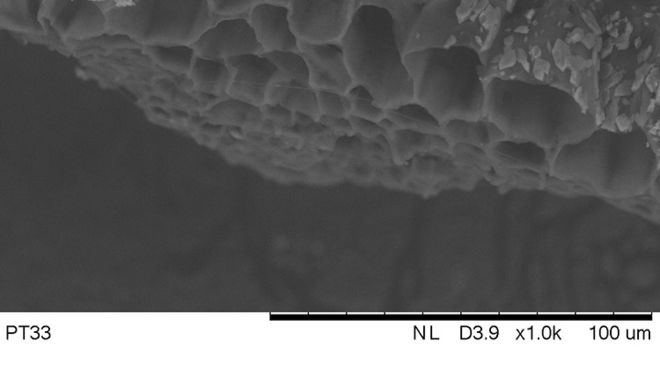 SEM image of internal structure of fir needle; Lab Professor Heyko Schultz