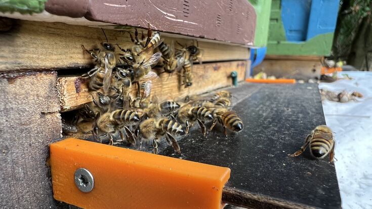 Bienen sind entscheidend für fast alle Ökosysteme auf unserer Erde
