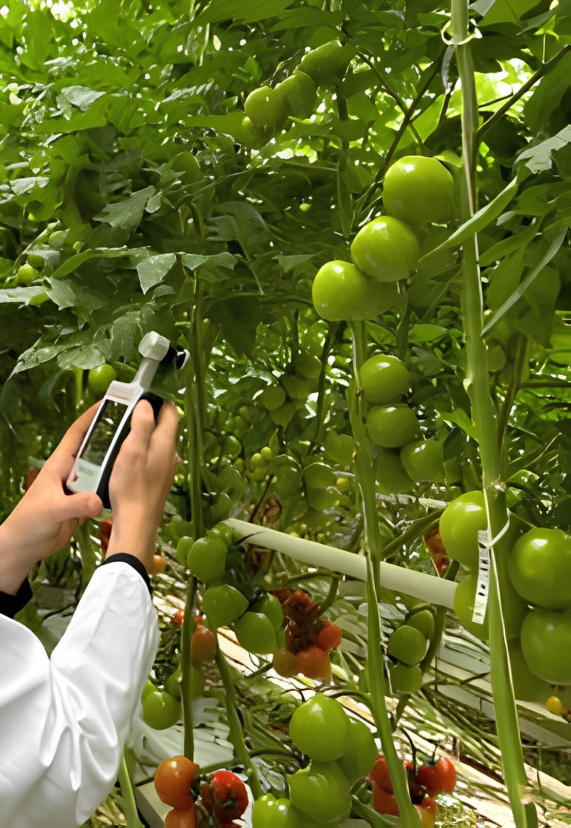Foto aus dem Tomatenanbau