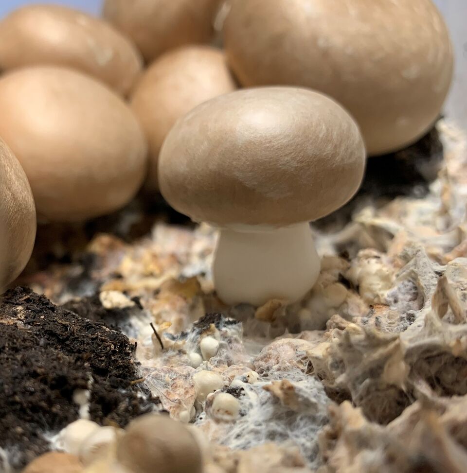 Champignon_TechEnt