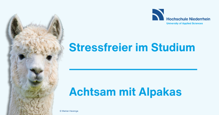 Banner mit Alpaka